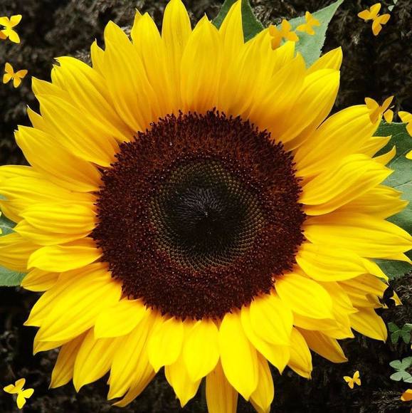 Meet your Posher, Catherine - Picture 1 of 1